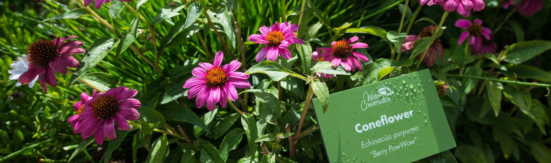 Garden with Coneflowers