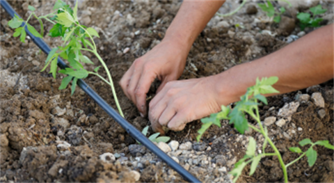 Person adjusting irrigation line
